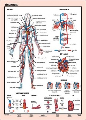 Tanulói munkalap, A4,  STIEFEL "Vérkeringés"